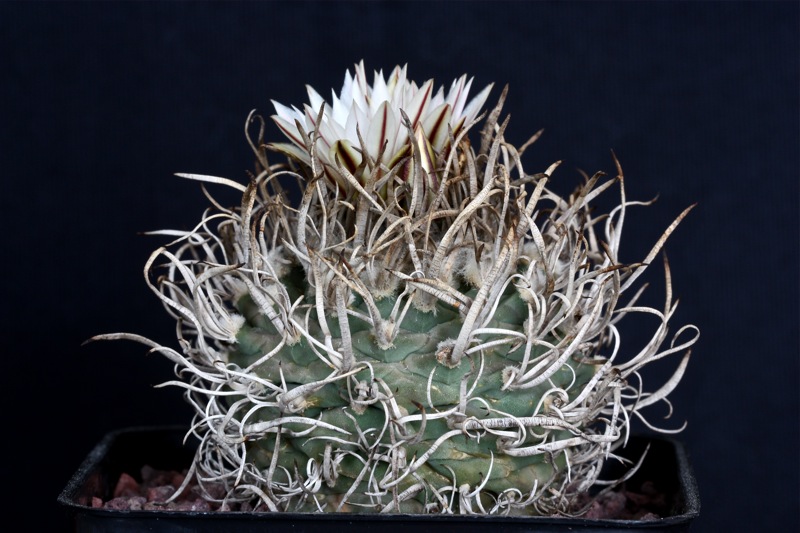 Turbinicarpus polaskii 