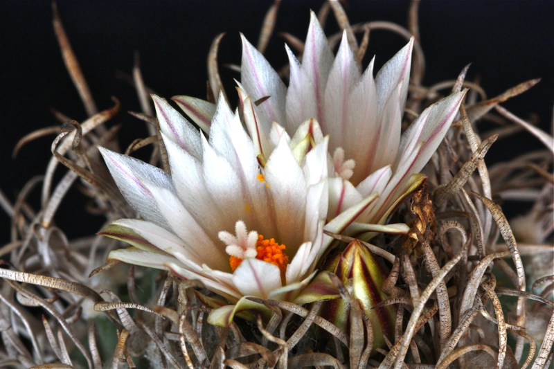 Turbinicarpus polaskii 