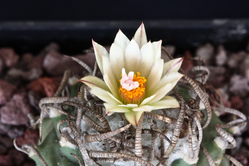 Turbinicarpus polaskii 