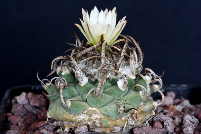 Turbinicarpus polaskii 