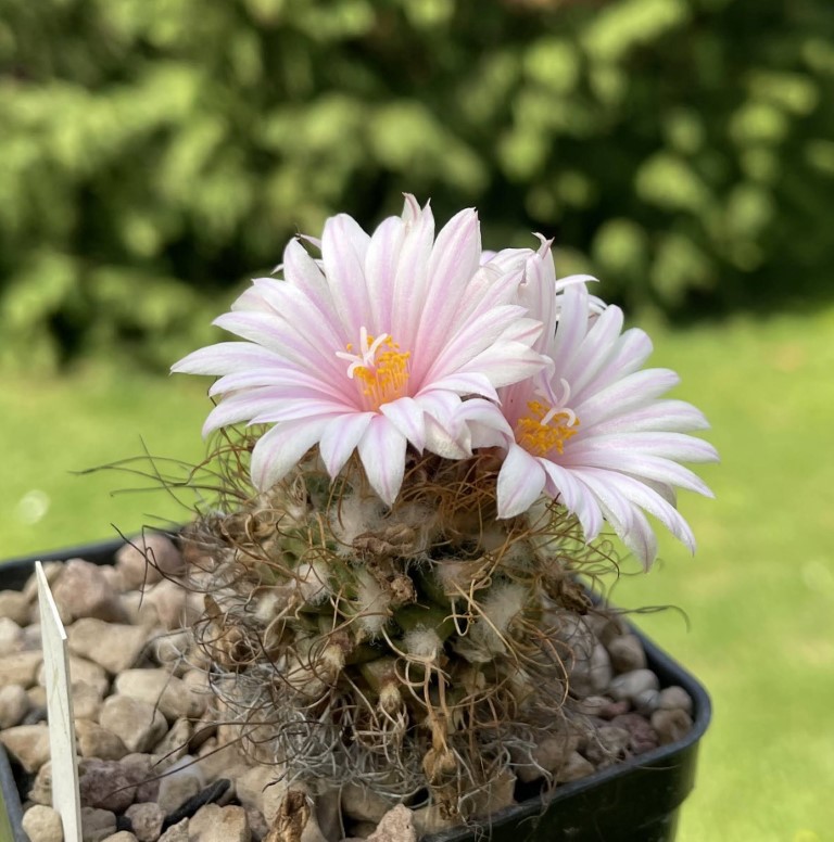 turbinicarpus pseudomacrochele v. alenae