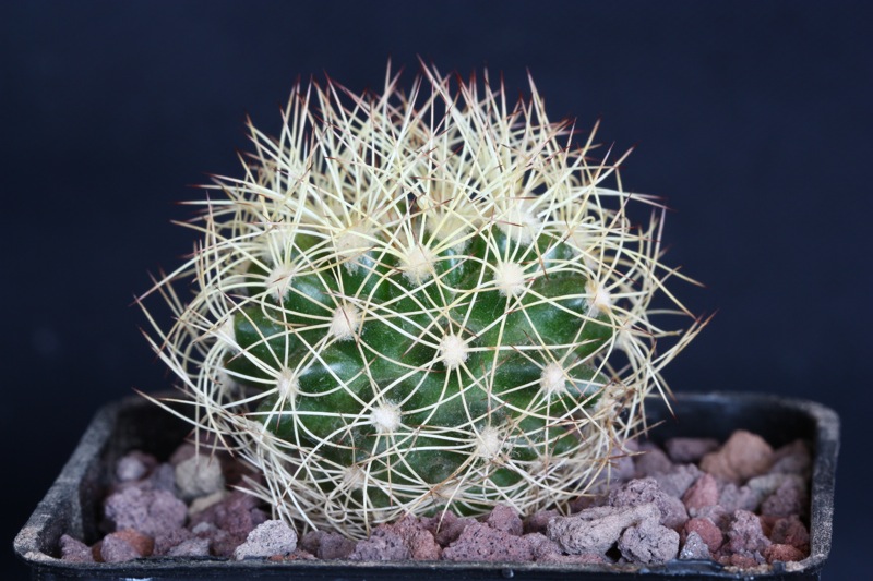 discocactus zehntneri v. araneispinus