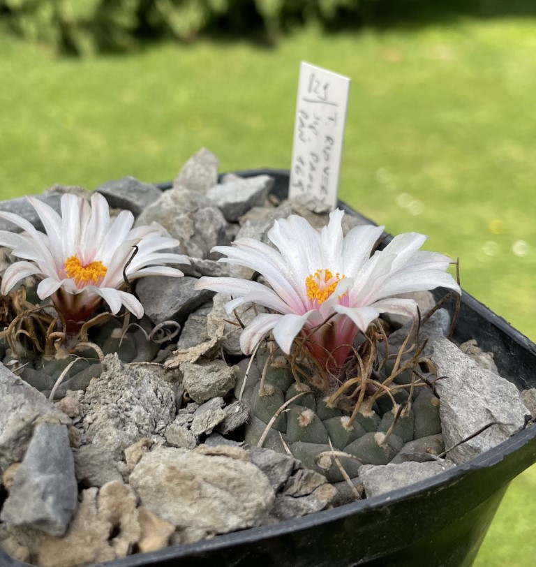 Turbinicarpus rioverdensis ssp. paoloi PAN 169