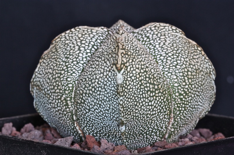 Astrophytum myriostigma cv. onzuka 