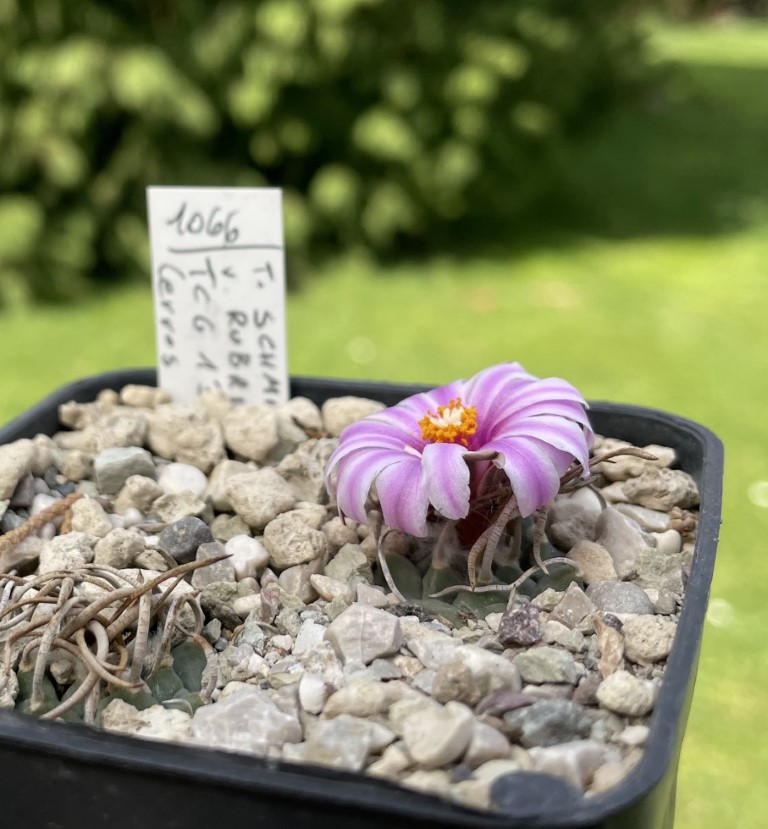 Turbinicarpus schmiedickeanus ssp. rubriflorus RCG 1302