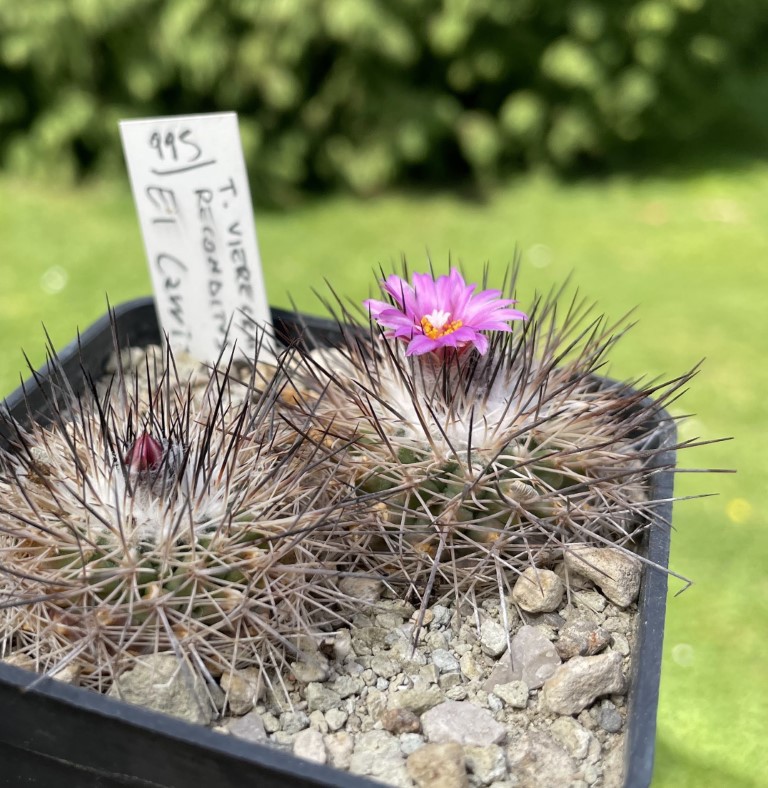 Turbinicarpus viereckii ssp. reconditus 