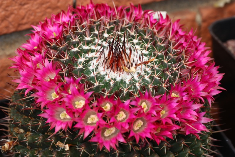 Mammillaria mystax 