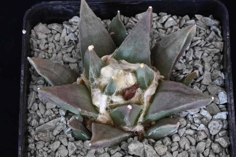 Ariocarpus retusus 