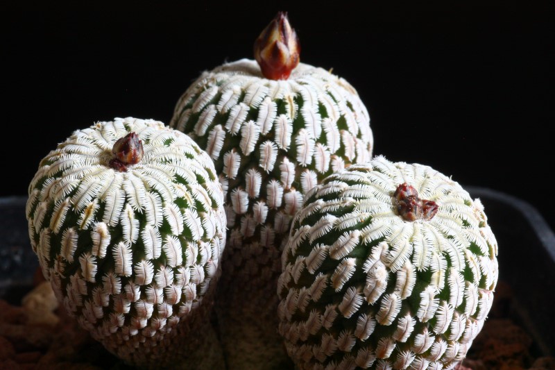 Turbinicarpus pseudopectinatus 