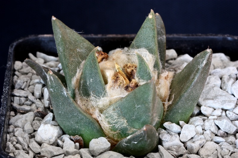 Ariocarpus trigonus 