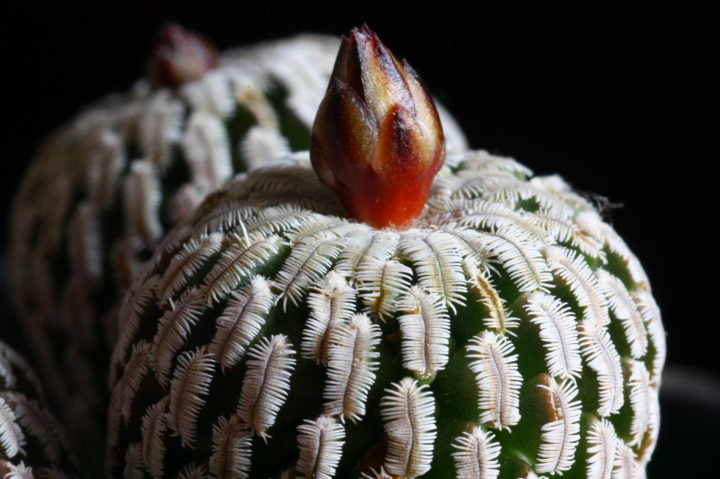 Turbinicarpus pseudopectinatus 