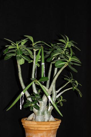 Adenium obesum 