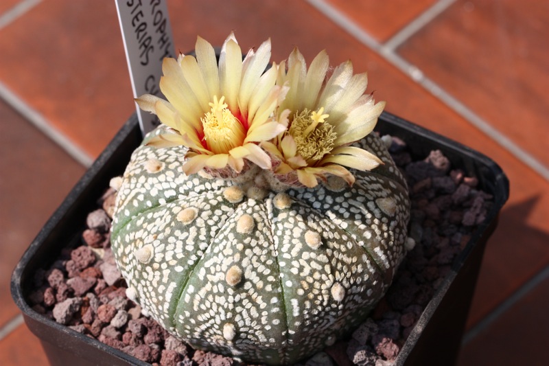 Astrophytum asterias cv. super kabuto 