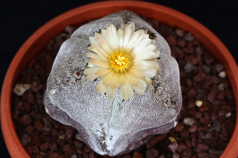 Astrophytum myriostigma f. tricostatum 