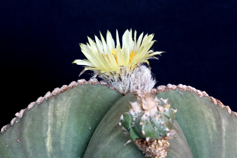 Astrophytum myriostigma v. nudum 