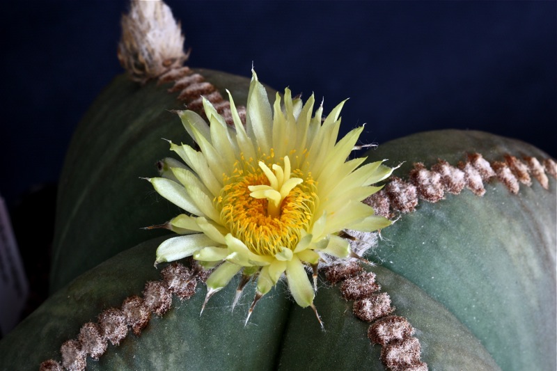 Astrophytum myriostigma v. nudum 