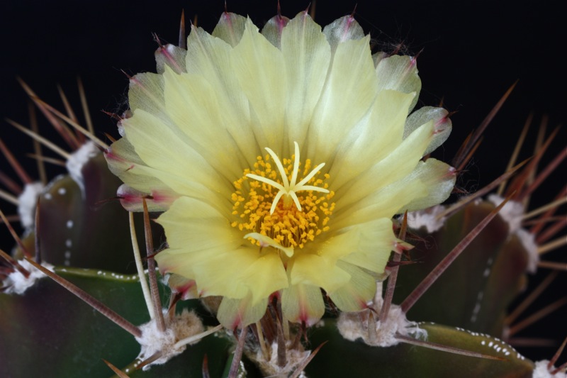 Astrophytum ornatum 