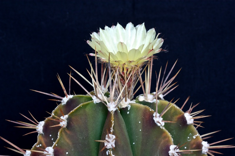 Astrophytum ornatum 