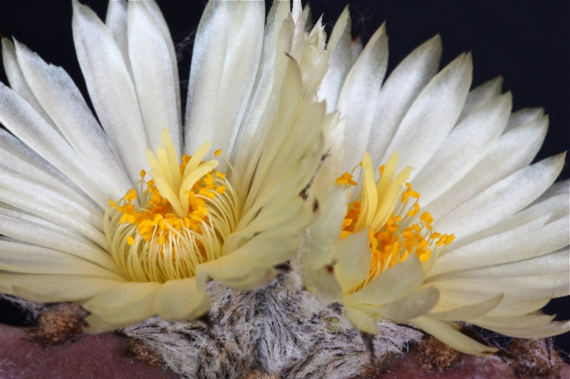 Astrophytum myriostigma v. nudum 