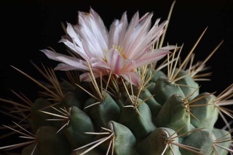 Thelocactus rinconensis ssp. nidulans 