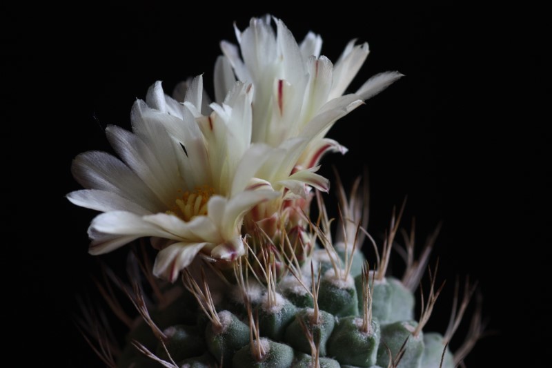 Strombocactus disciformis 