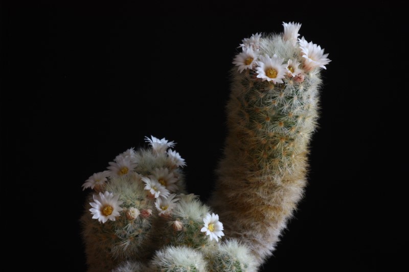 Mammillaria carmenae 