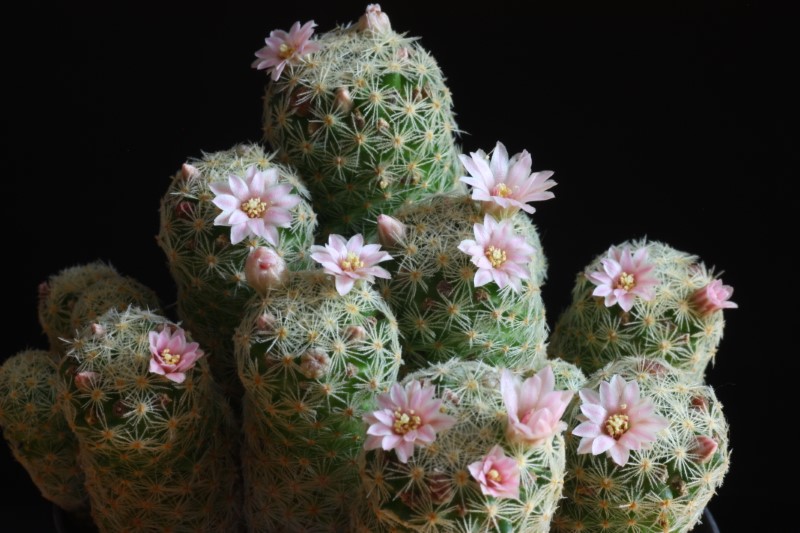 Mammillaria schiedeana ssp. giselae 