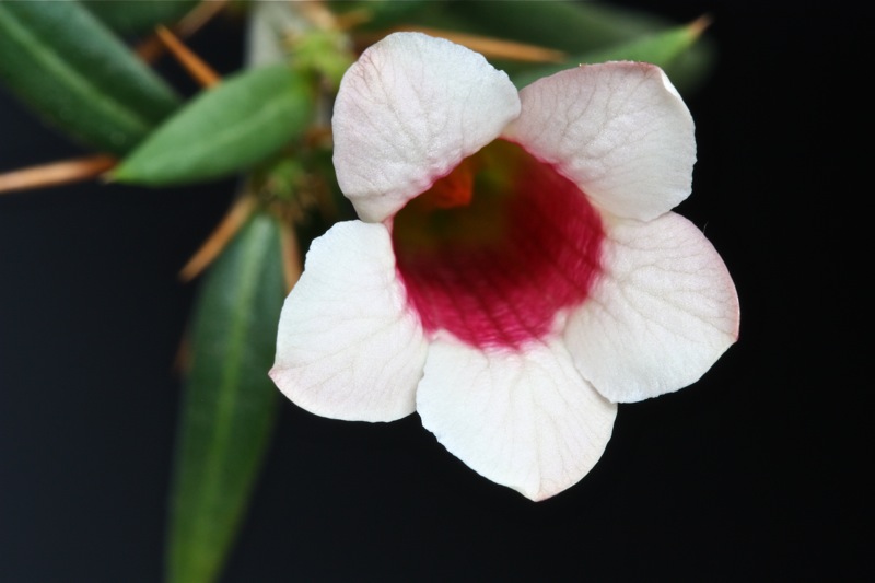 Pachypodium bispinosum 