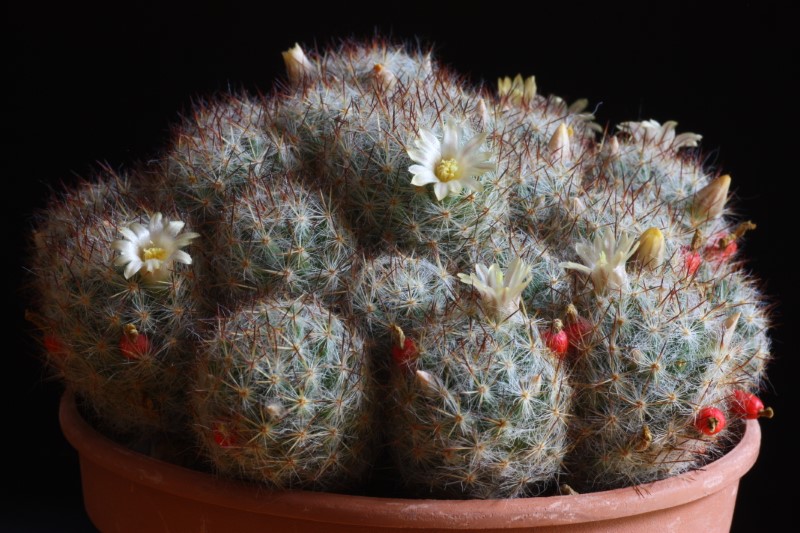 Mammillaria prolifera ssp. texana 