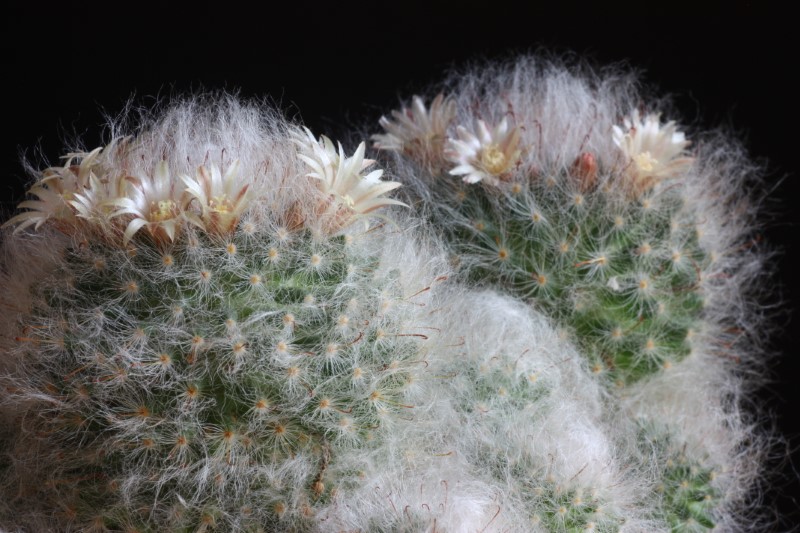 Mammillaria bocasana 