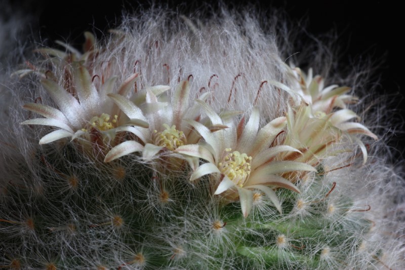 Mammillaria bocasana 