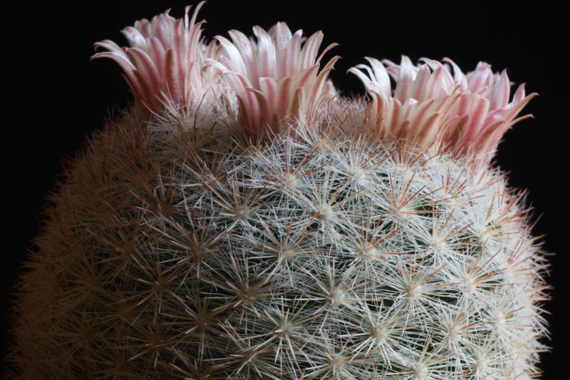 mammillaria candida