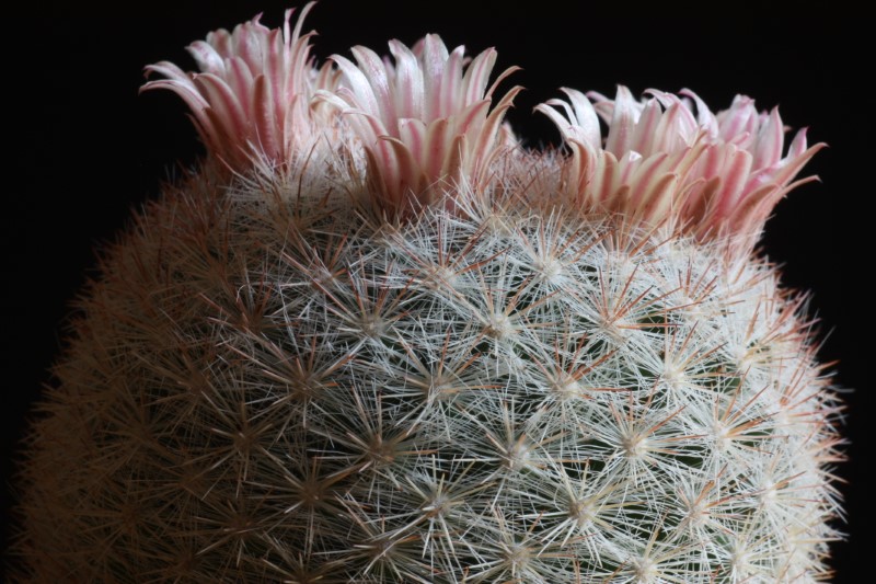 Mammillaria candida 