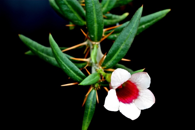 Pachypodium bispinosum 