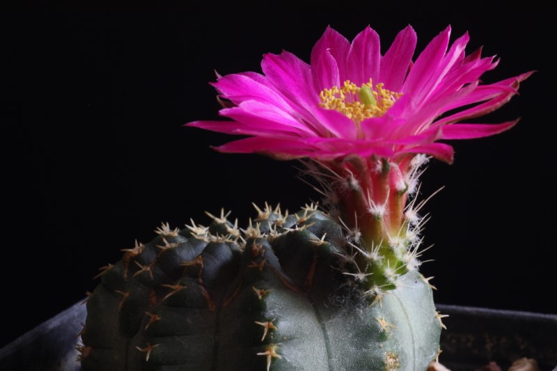 Echinocereus  pulchellus 