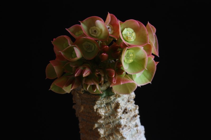 Euphorbia ankarensis 