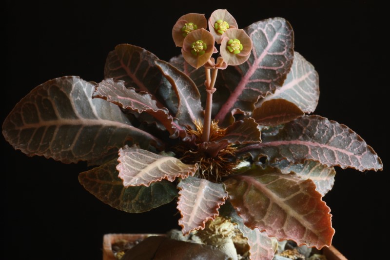 Euphorbia francoisii v. crassicaulis f. rubrifolia 