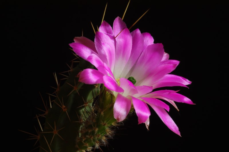 echinocereus  pentalophus