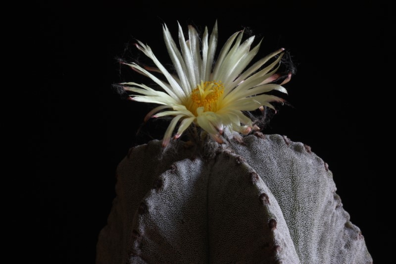 Astrophytum myriostigma 