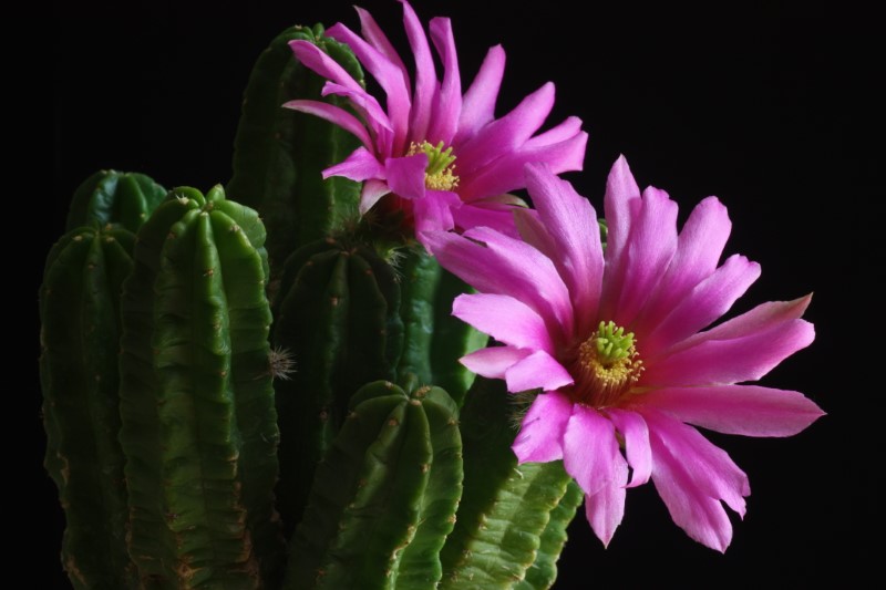 echinocereus viereckii ssp. morricalii