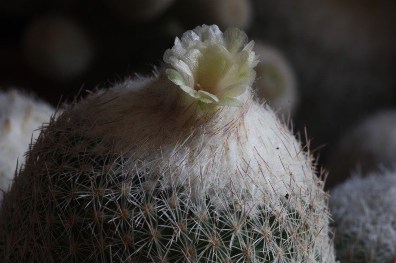 Epithelantha greggii 