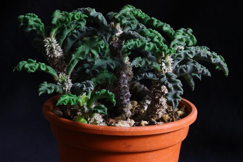 Euphorbia decaryi v. spirosticha 