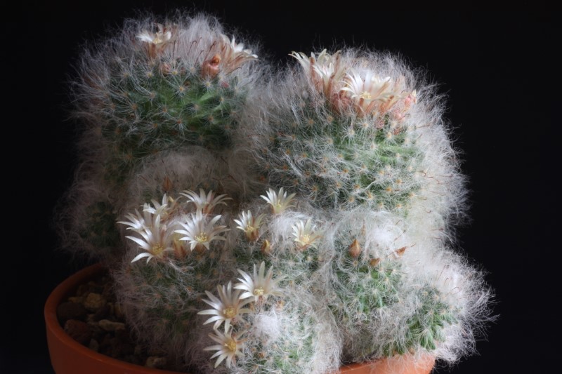 Mammillaria bocasana 