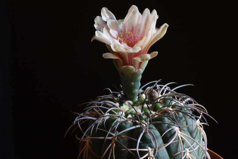 Gymnocalycium spegazzinii 