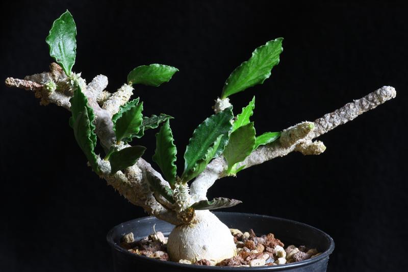 Euphorbia ambovombensis 