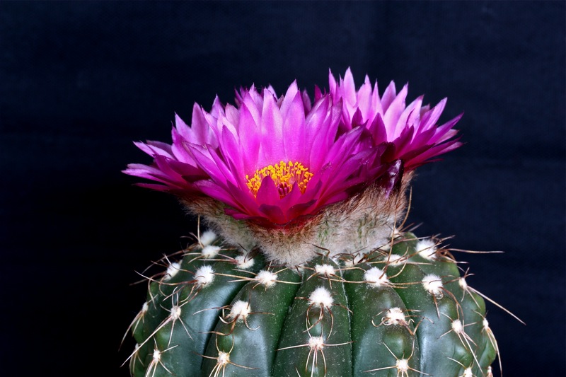 Parodia werneri 