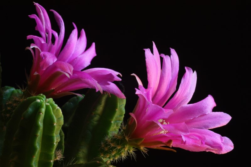 Echinocereus viereckii ssp. morricalii 