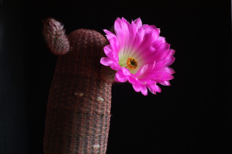 Echinocereus rigidissimus ssp. rubispinus 