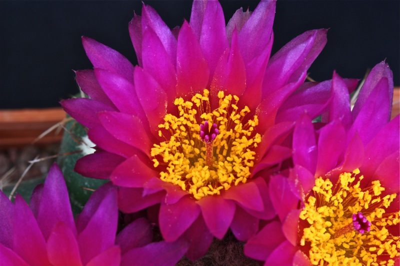 Parodia werneri 