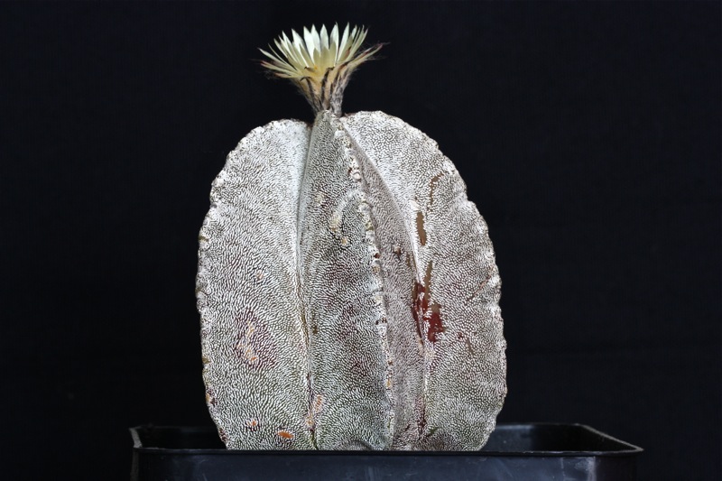 Astrophytum myriostigma v. columnare 